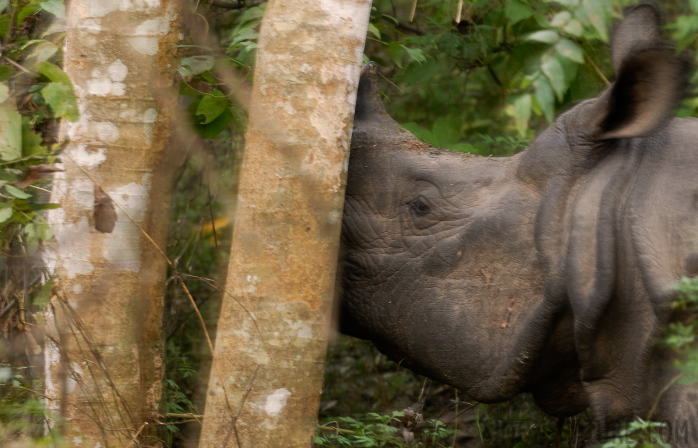 Rhinoceros unicornis [200 mm, 1/20 Sek. bei f / 7.1, ISO 400]